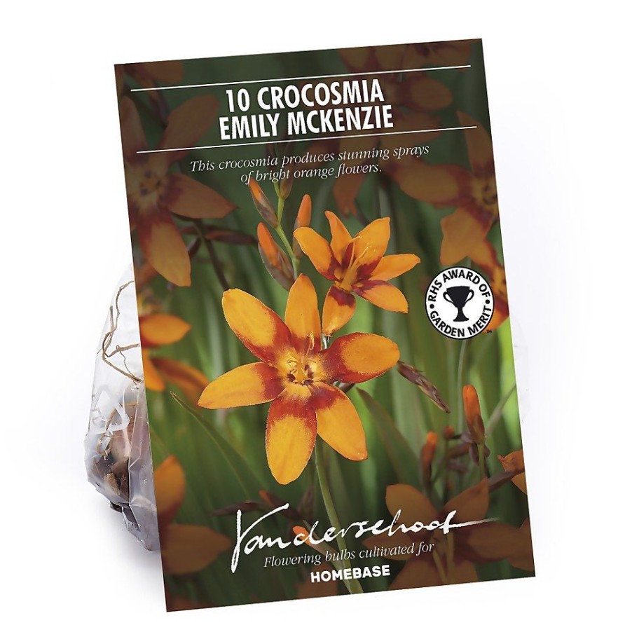 Homebase Summer Flowering Bulbs | Crocosmia Emily Mckenzie