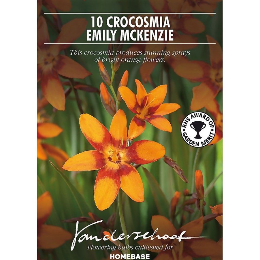 Homebase Summer Flowering Bulbs | Crocosmia Emily Mckenzie