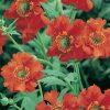 Homebase Perennial Plants | Geum Mix - 2L