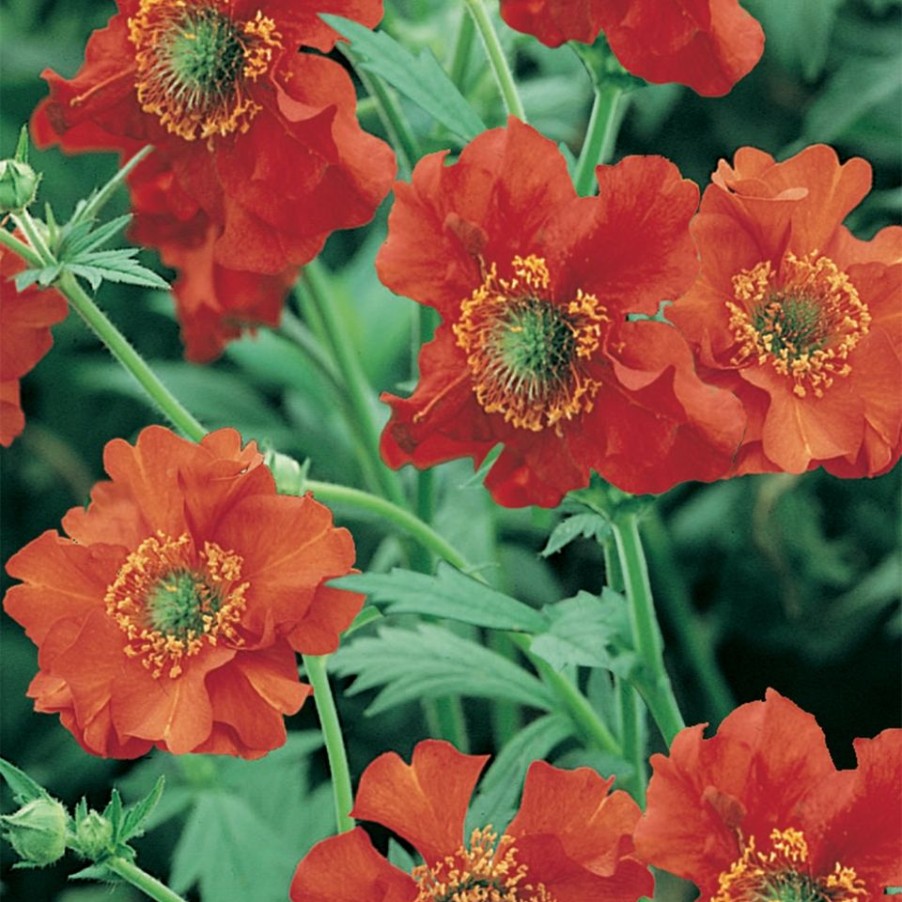 Homebase Perennial Plants | Geum Mix - 2L