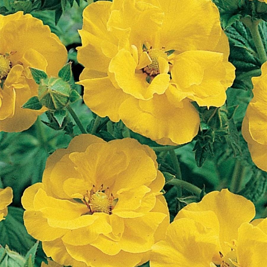 Homebase Perennial Plants | Geum Mix - 2L