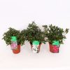 Homebase Shrub, Trees & Roses | Azalea Japonica Mix - 13Cm