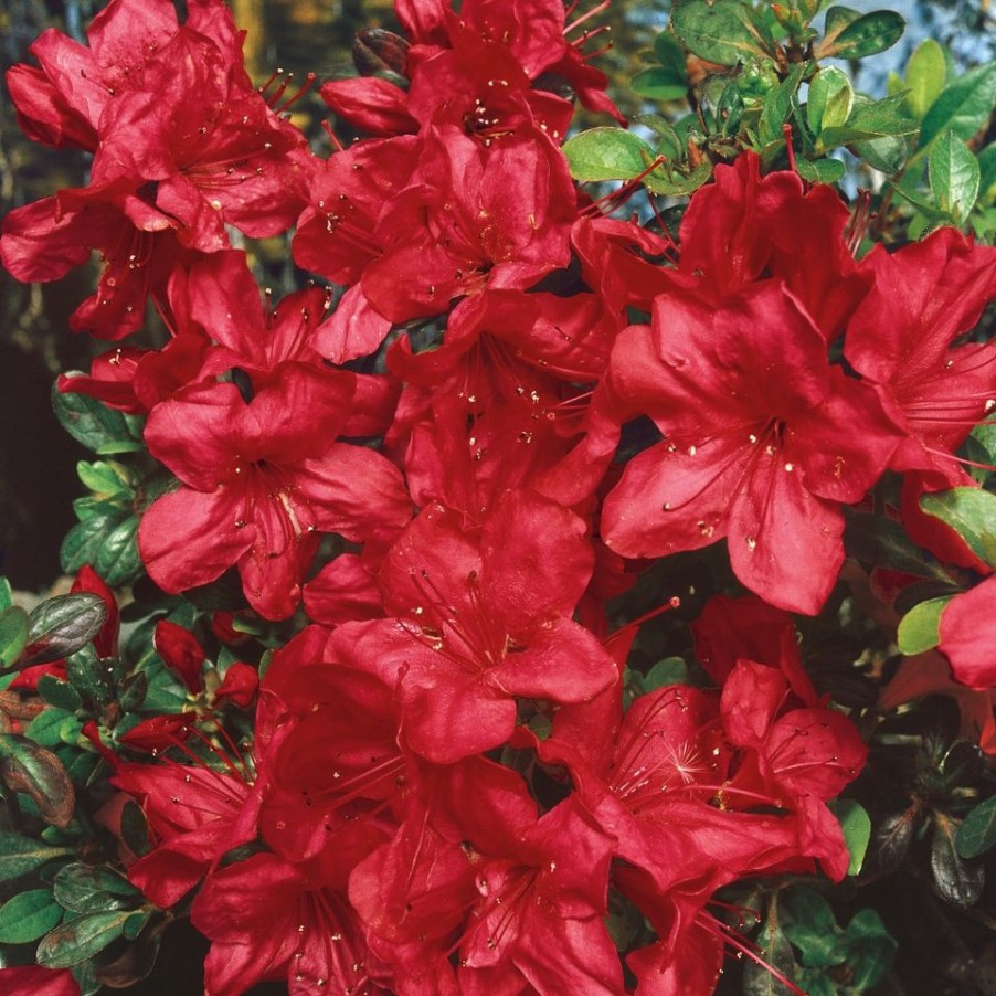 Homebase Shrub, Trees & Roses | Azalea Japonica Mix - 13Cm