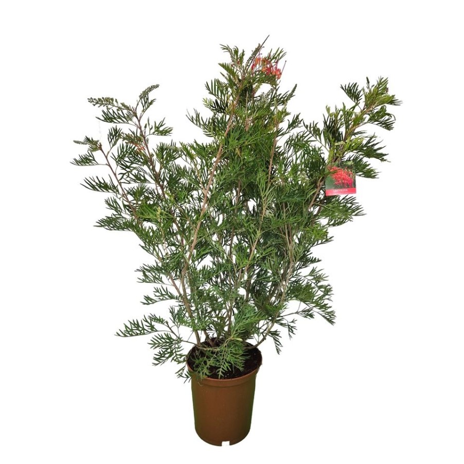 Homebase Specimen Plants | Grevillea Joe Mason - 22Cm