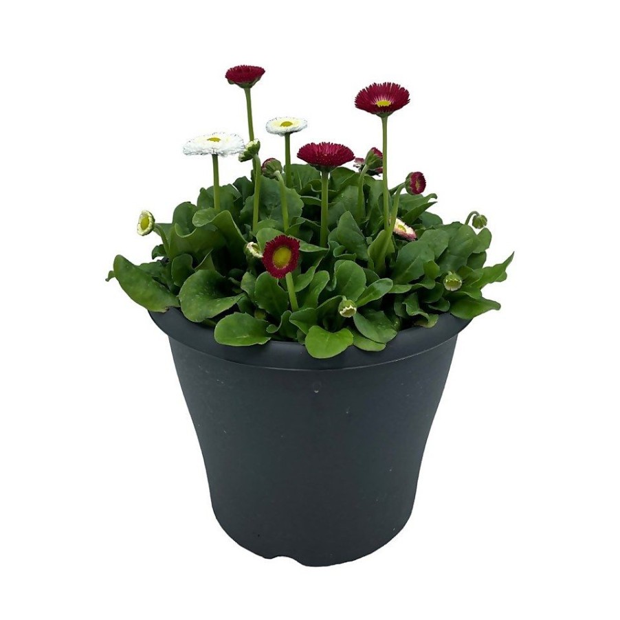 Homebase Planted Baskets & Containers | Ibiza Coloured Pot 21Cm Bellis Spring