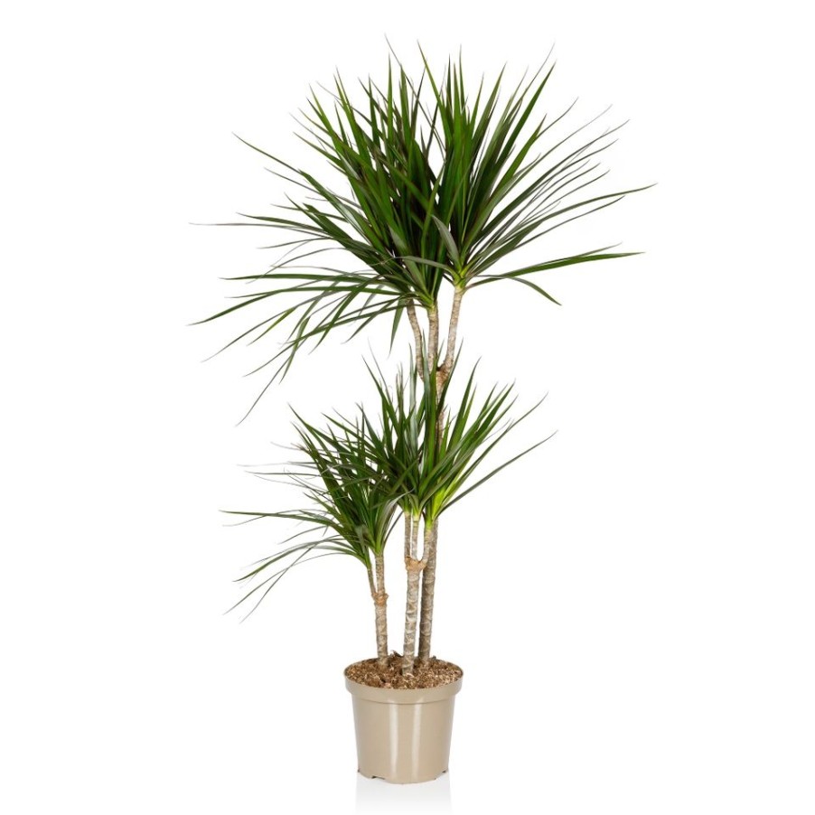 Homebase House Plants | Dracaena Marginata (3 Stems) In 21Cm Pot