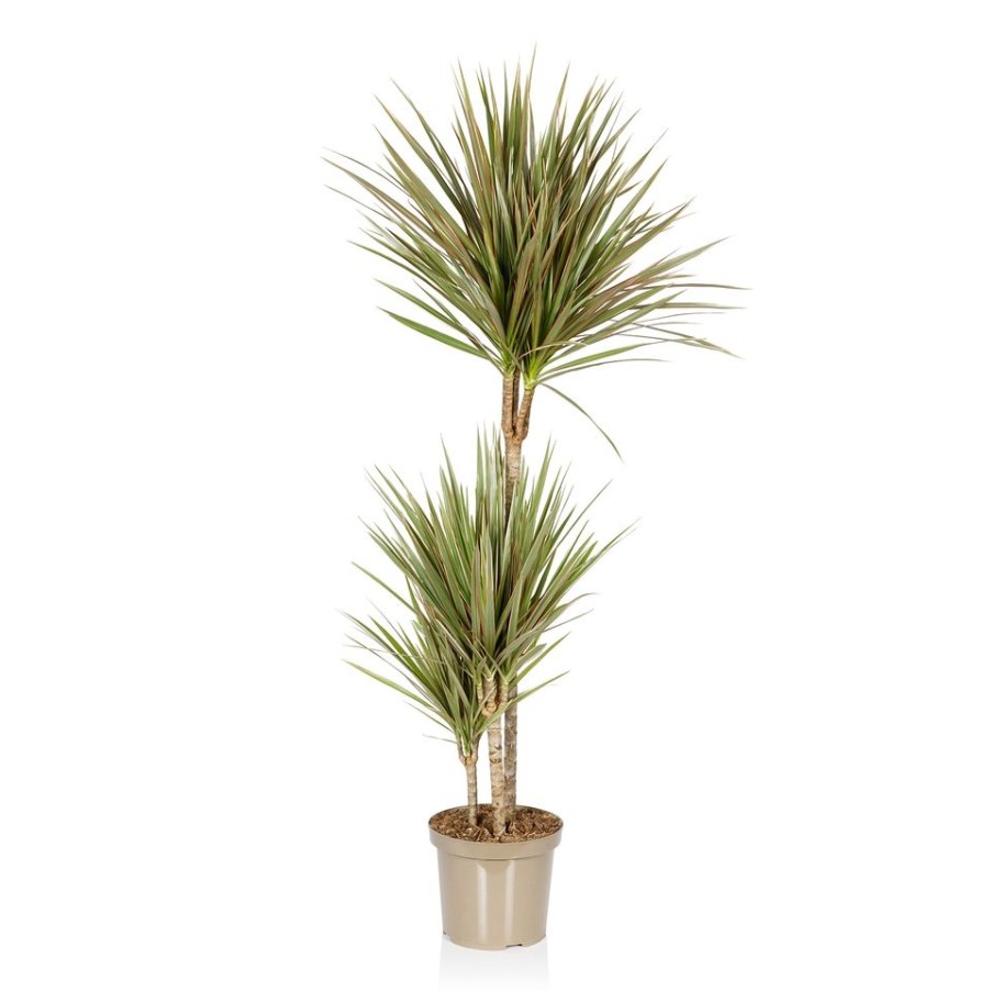 Homebase House Plants | Dracaena Marginata (3 Stems) In 21Cm Pot