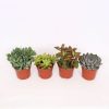 Homebase House Plants | Succulent Mix - 12Cm