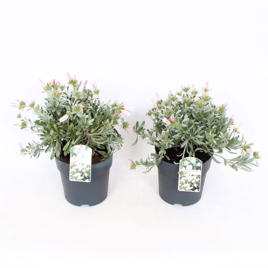 Homebase Shrub, Trees & Roses | Convolvulus Cneorum (Silverbush) - 17Cm