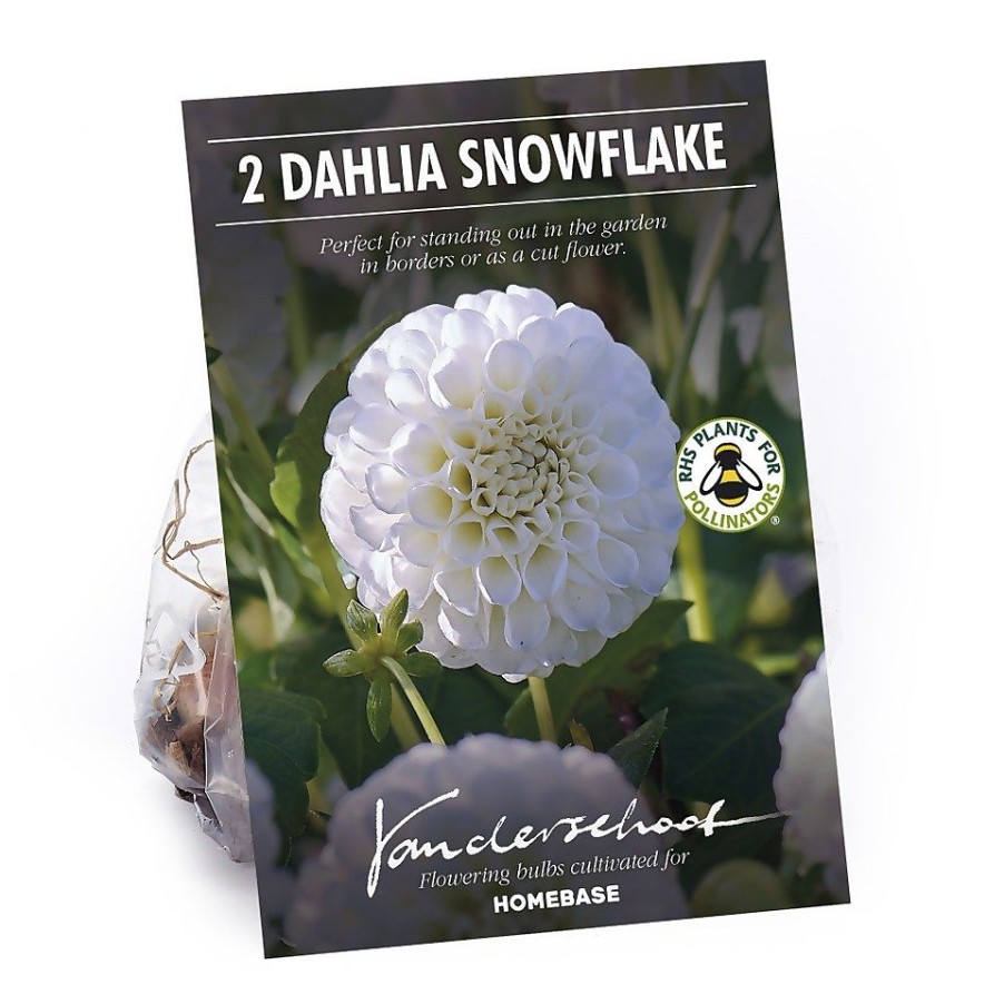 Homebase Summer Flowering Bulbs | Pompon Dahlia Snowflake Flower Bulbs