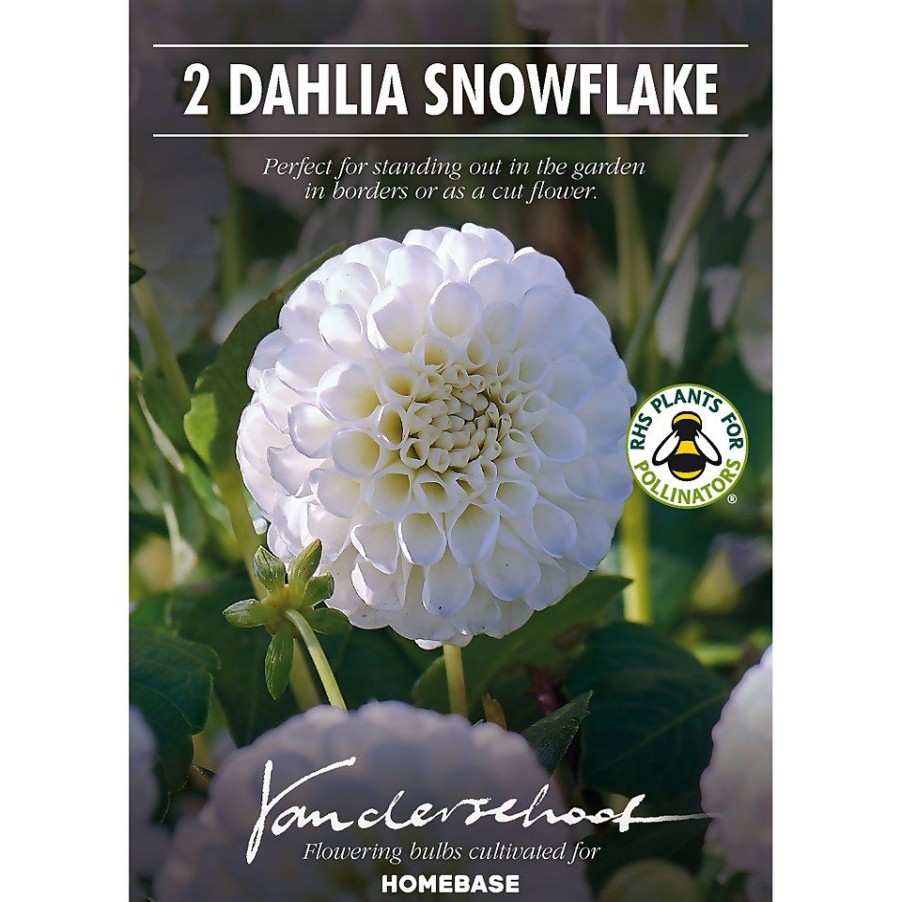 Homebase Summer Flowering Bulbs | Pompon Dahlia Snowflake Flower Bulbs