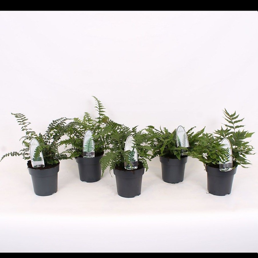 Homebase Perennial Plants | Hardy Fern Mix - 15Cm