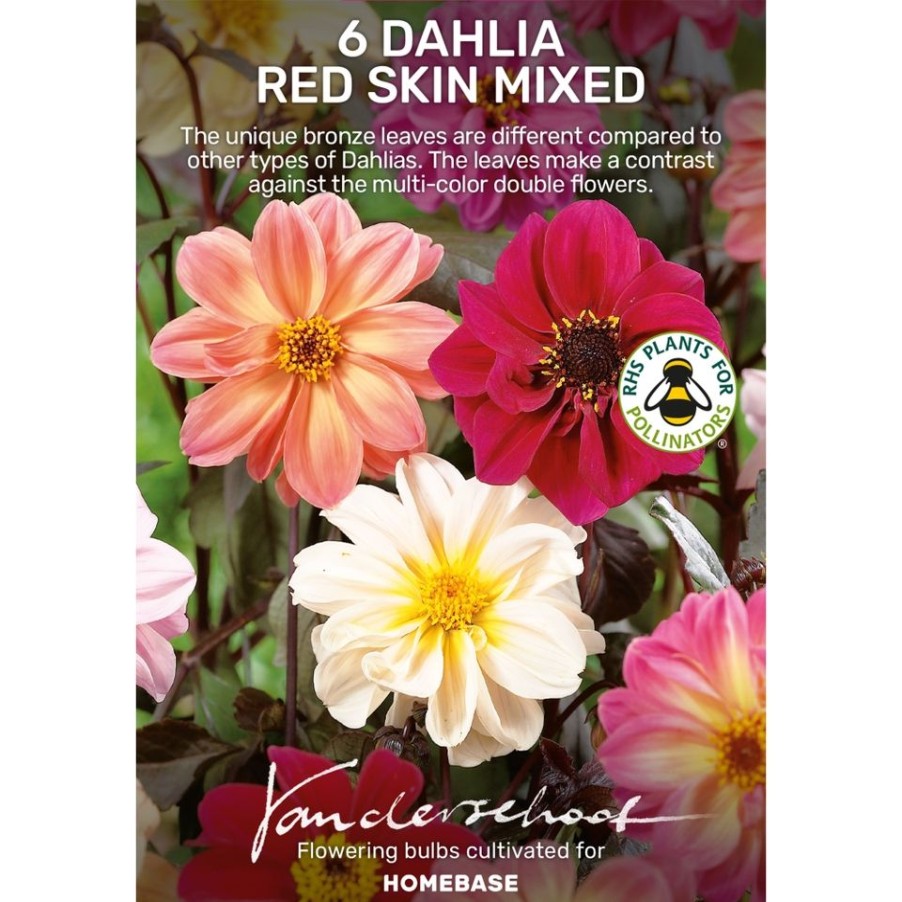 Homebase Summer Flowering Bulbs | Dahlia Redskin Mixed Bulbs