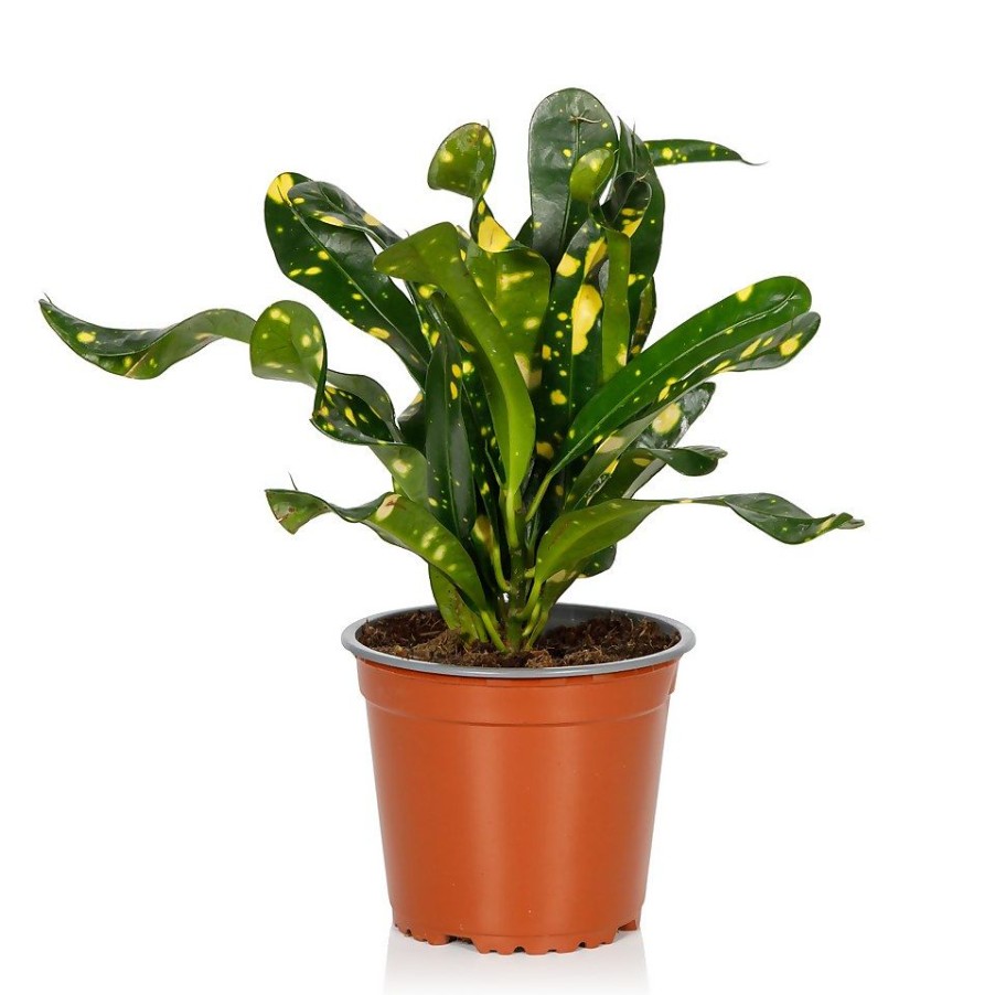 Homebase House Plants | Croton Mix- 13Cm