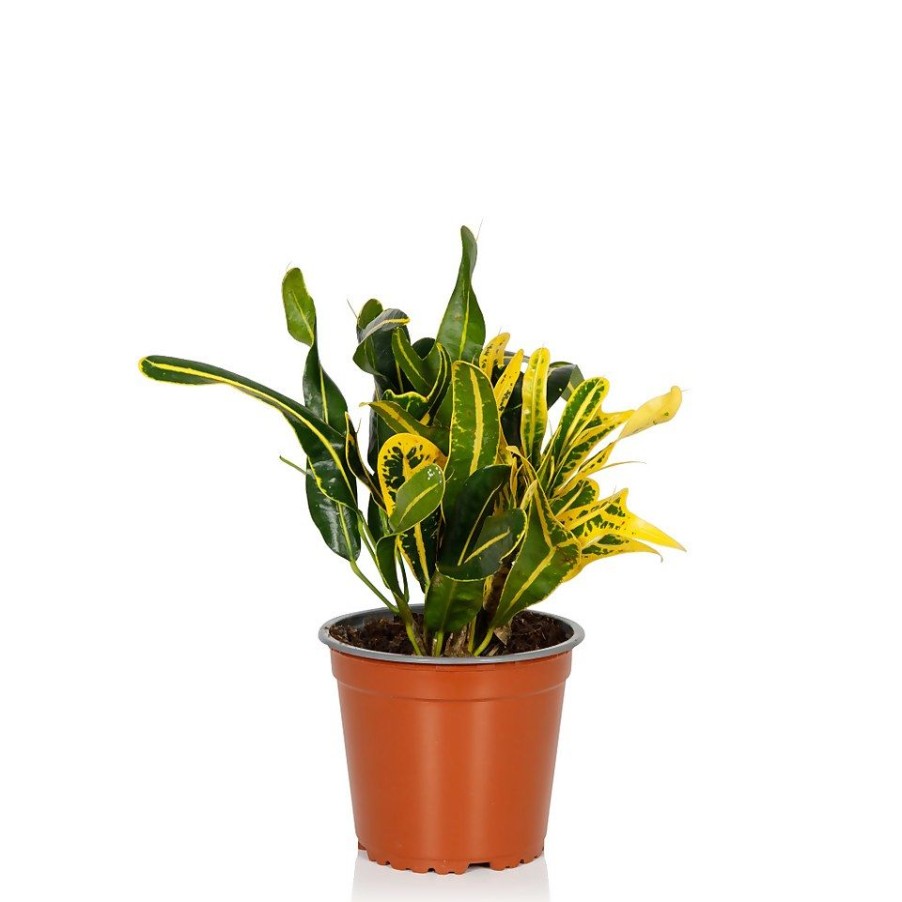 Homebase House Plants | Croton Mix- 13Cm