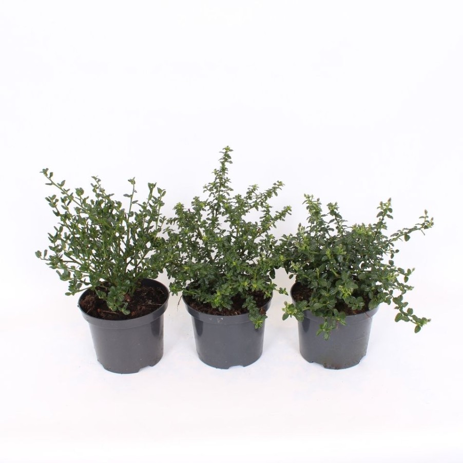 Homebase Shrub, Trees & Roses | Ceanothus Mix - 17Cm