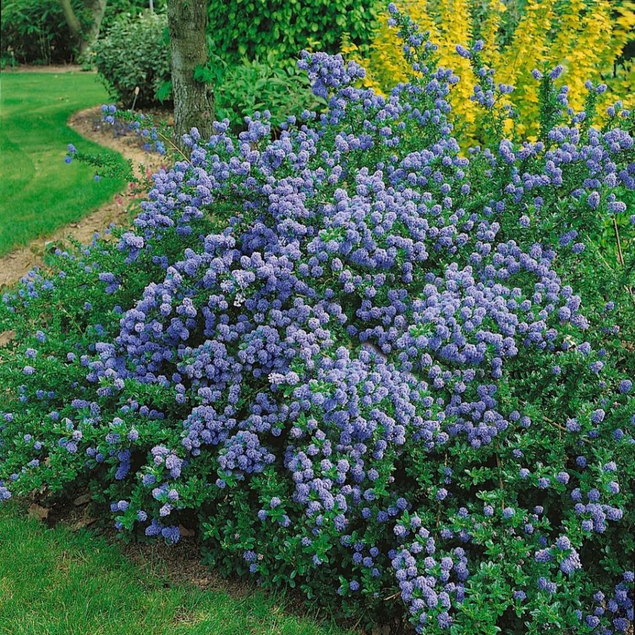 Homebase Shrub, Trees & Roses | Ceanothus Mix - 17Cm