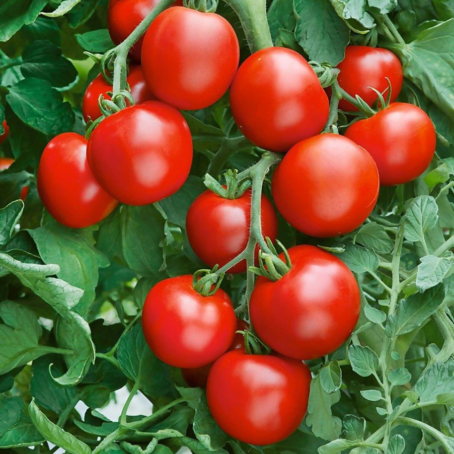 Homebase Grow Your Own | Tomato Shirley - Vegetable 9Cm