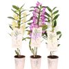 Homebase House Plants | Dendrobium Nobile Mix