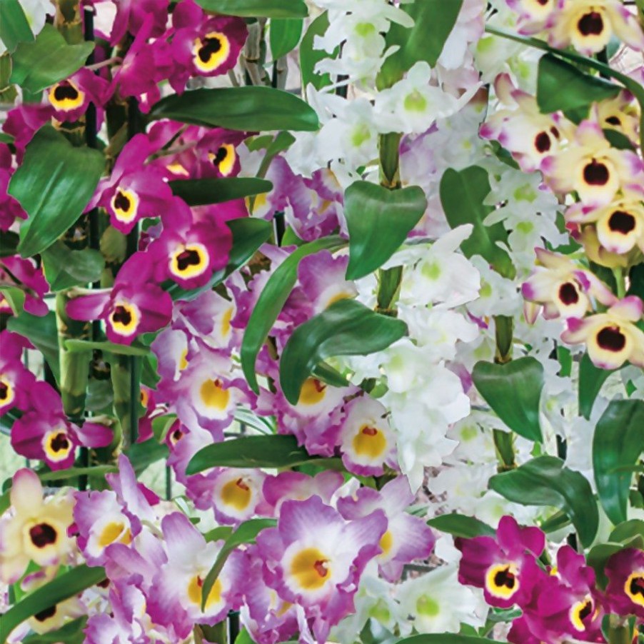 Homebase House Plants | Dendrobium Nobile Mix