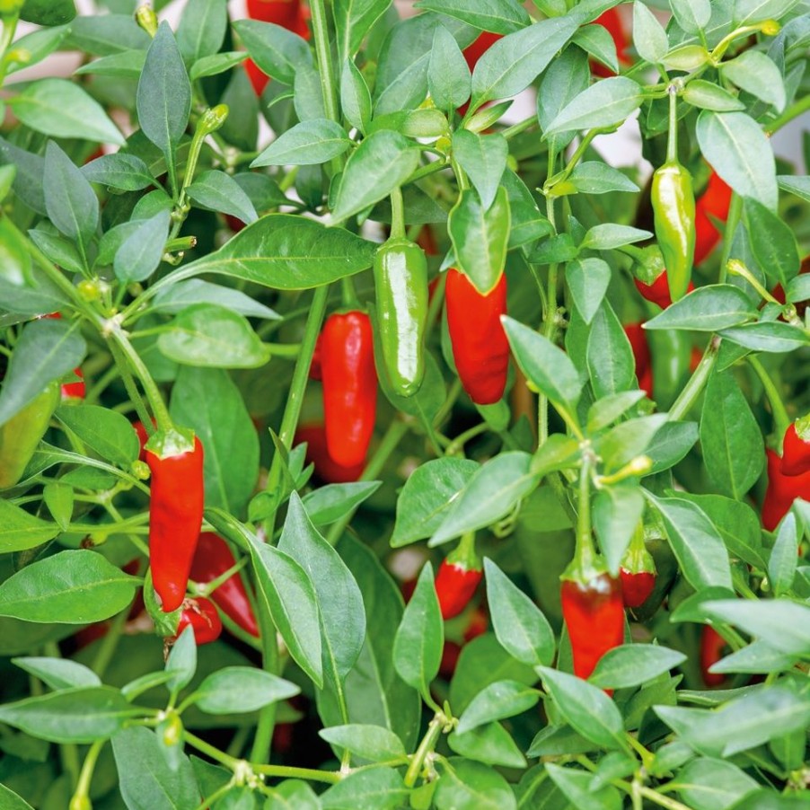 Homebase Grow Your Own | Vegetable Strip Chilli Apache