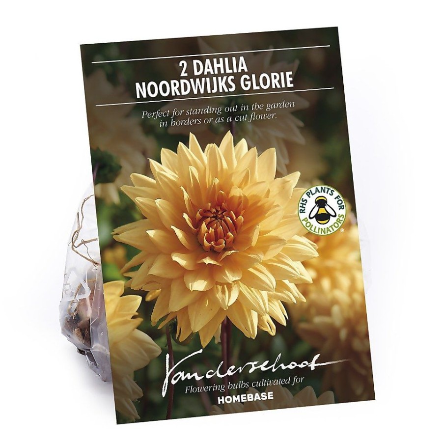 Homebase Summer Flowering Bulbs | Decorative Dahlia Noordwijks Glorie Flower Bulbs