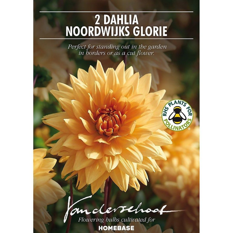 Homebase Summer Flowering Bulbs | Decorative Dahlia Noordwijks Glorie Flower Bulbs