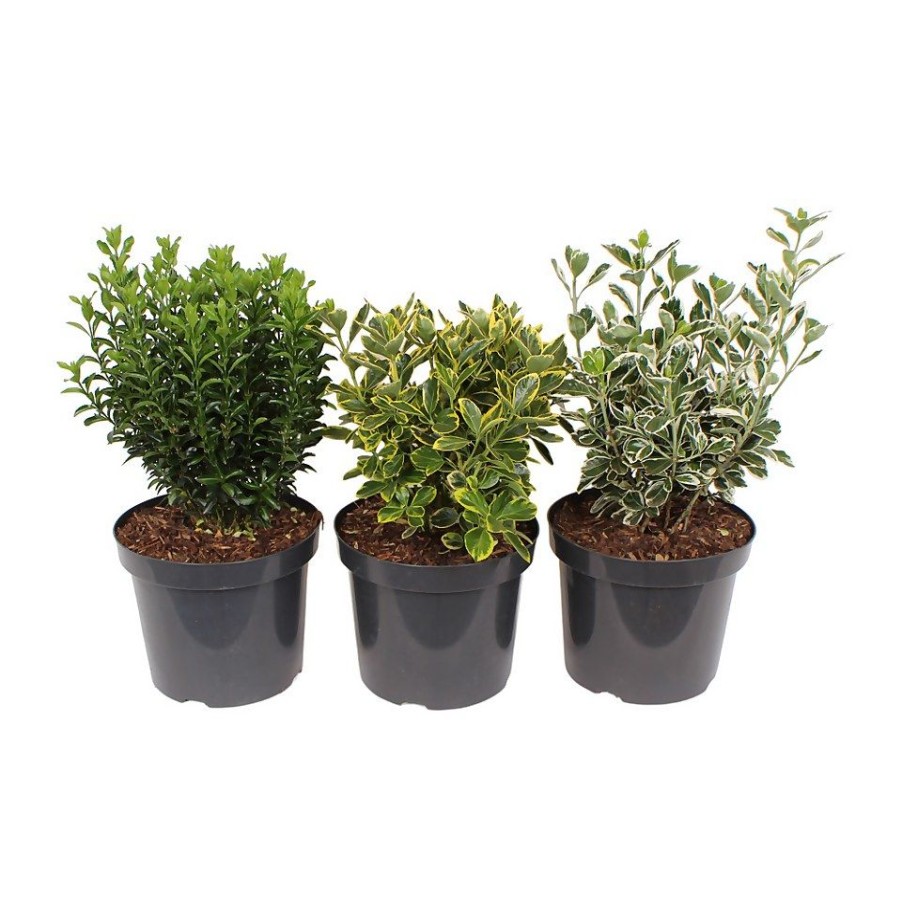 Homebase Shrub, Trees & Roses | Euonymus Mix 26Cm