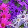 Homebase Bedding Plants | Senetti Mix - 17Cm