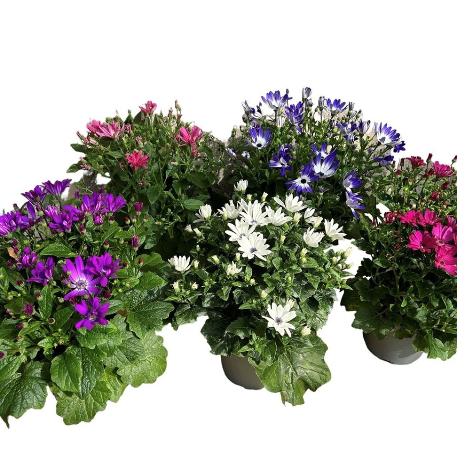 Homebase Bedding Plants | Senetti Mix - 17Cm