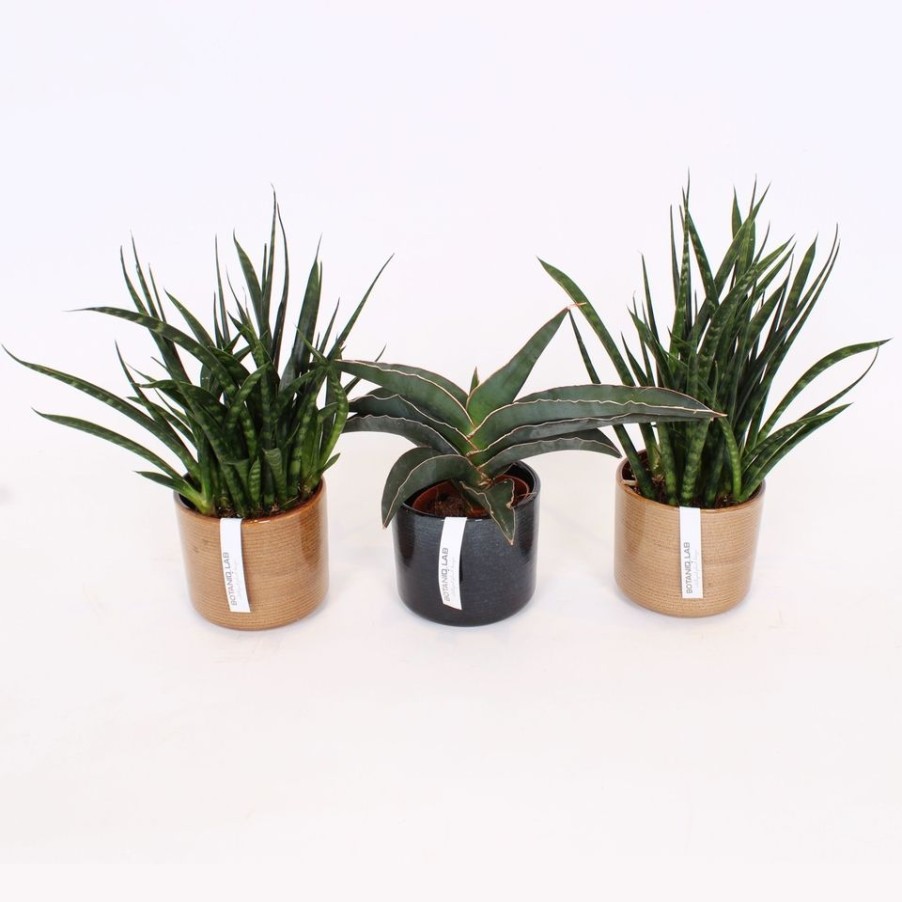 Homebase House Plants | Sophie In Ceramic (Sanseveria) 6Mc