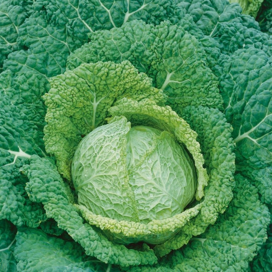 Homebase Grow Your Own | Vegetable Strip Savoy Cabbage Jade