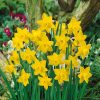 Homebase Perennial Plants | Daffodill Narcissus Mix 1L