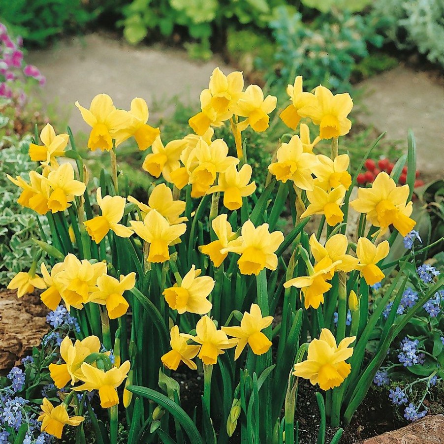 Homebase Perennial Plants | Daffodill Narcissus Mix 1L