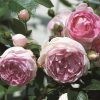 Homebase Shrub, Trees & Roses | Rose Climbers Mix - 4.5L