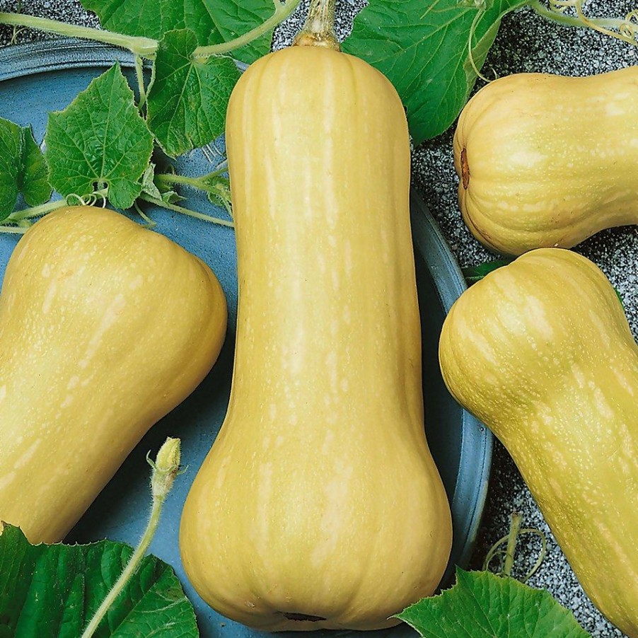 Homebase Grow Your Own | Butternut Squash Hunter - Vegetable 9Cm