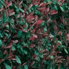 Homebase Shrub, Trees & Roses | Photinia X Fraseri Red Robin - 5L Bush