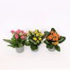 Homebase House Plants | Kalanchoe (Flaming Katy) Houseplant (Multiple Options Available) - 10.5Cm