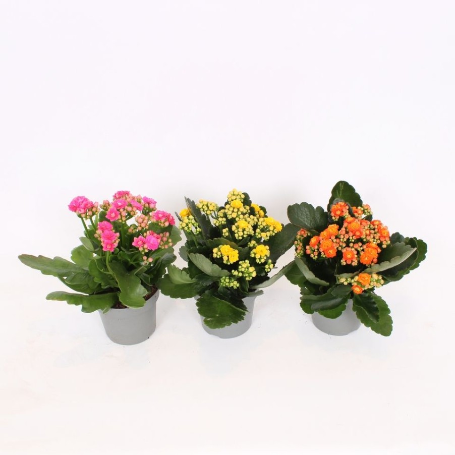 Homebase House Plants | Kalanchoe (Flaming Katy) Houseplant (Multiple Options Available) - 10.5Cm