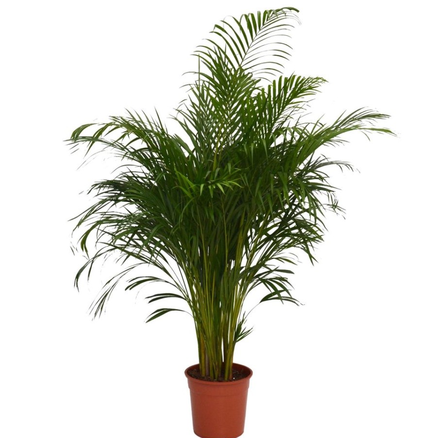 Homebase House Plants | Areca Palm - 27Cm Pot