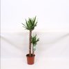 Homebase House Plants | Yucca 2 Stems 24Cm Pot