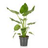 Homebase House Plants | Alocasia - 17Cm