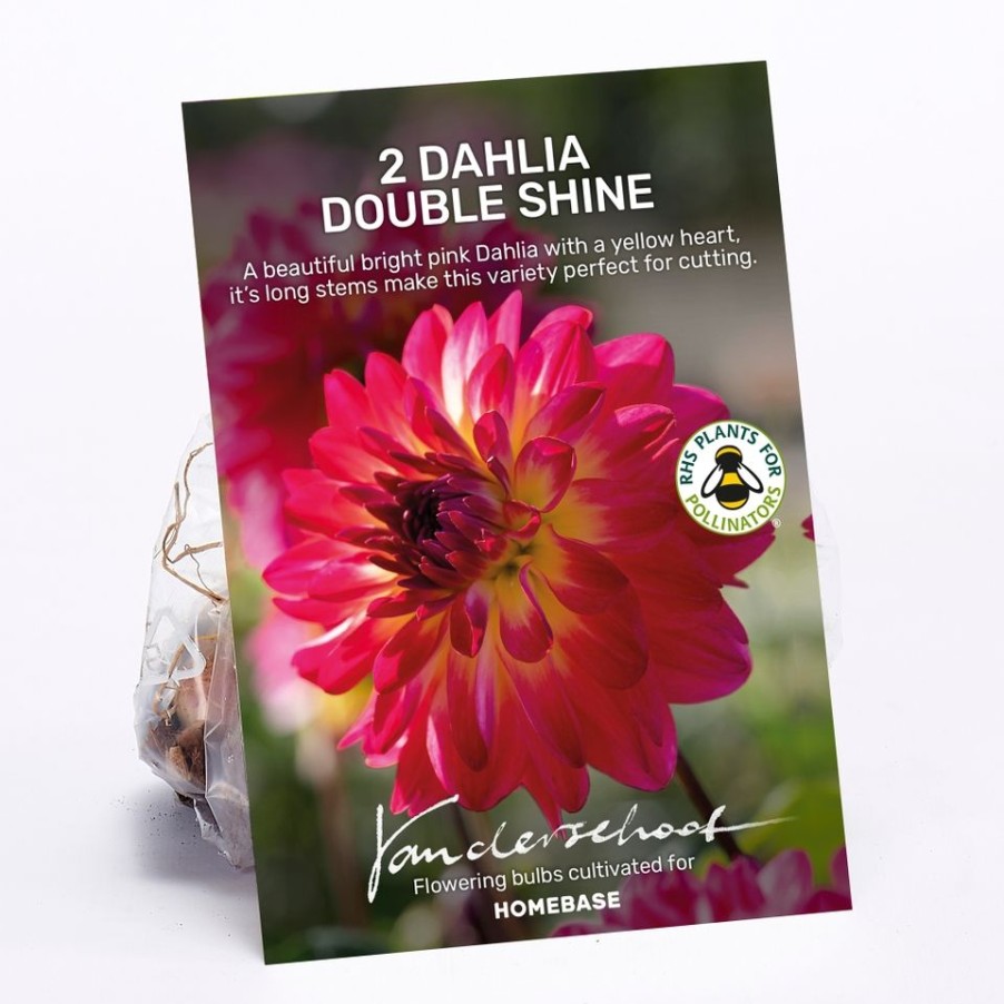 Homebase Summer Flowering Bulbs | Dahlia Double Shine