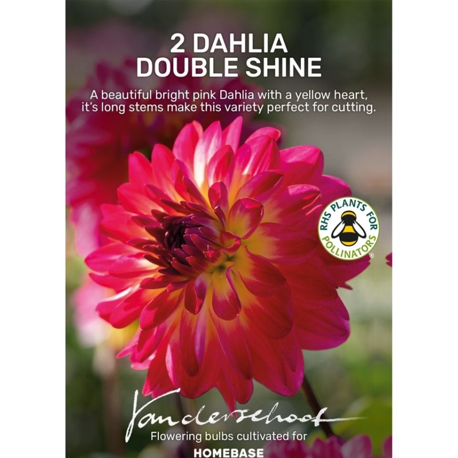 Homebase Summer Flowering Bulbs | Dahlia Double Shine