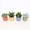 Homebase House Plants | Succulent In Valencia Ceramic Pot - 7Cm (Assorted Varieties)