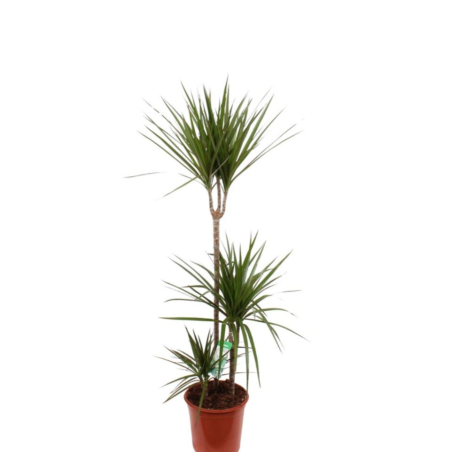 Homebase House Plants | Dracaena Marginata 3 Stems 24Cm Pot