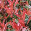 Homebase Shrub, Trees & Roses | Photinia X Fraseri Little Red Robin - 10L