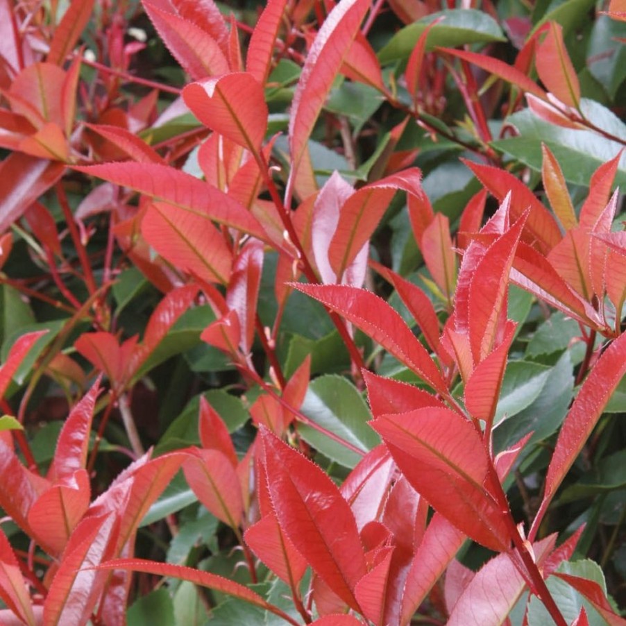 Homebase Shrub, Trees & Roses | Photinia X Fraseri Little Red Robin - 10L