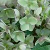 Homebase Perennial Plants | Helleborus Gold Collection - 4L