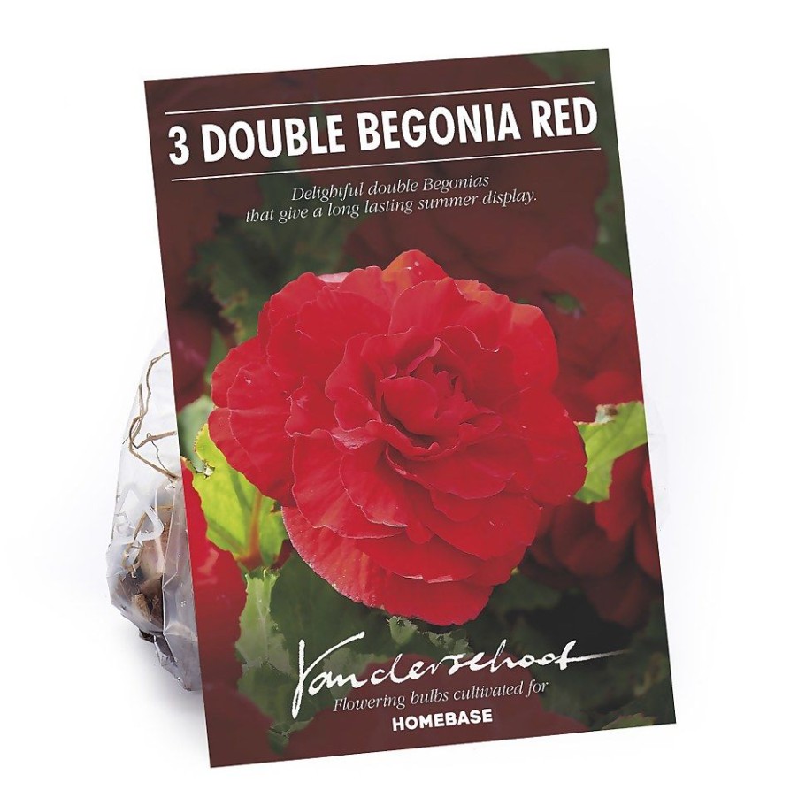 Homebase Summer Flowering Bulbs | Begonia - Red - Summer Bloom Bulbs